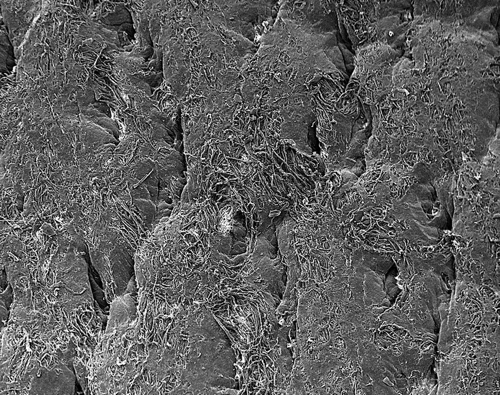 Tanned leather (front face)